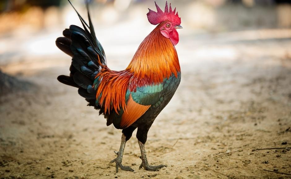 What are the holiday regions of Denizli Türkiye? 2 denizli horozu